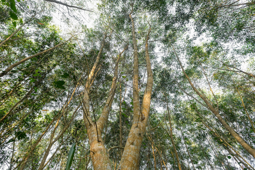 A million trees to energize DR Congo's rainforest