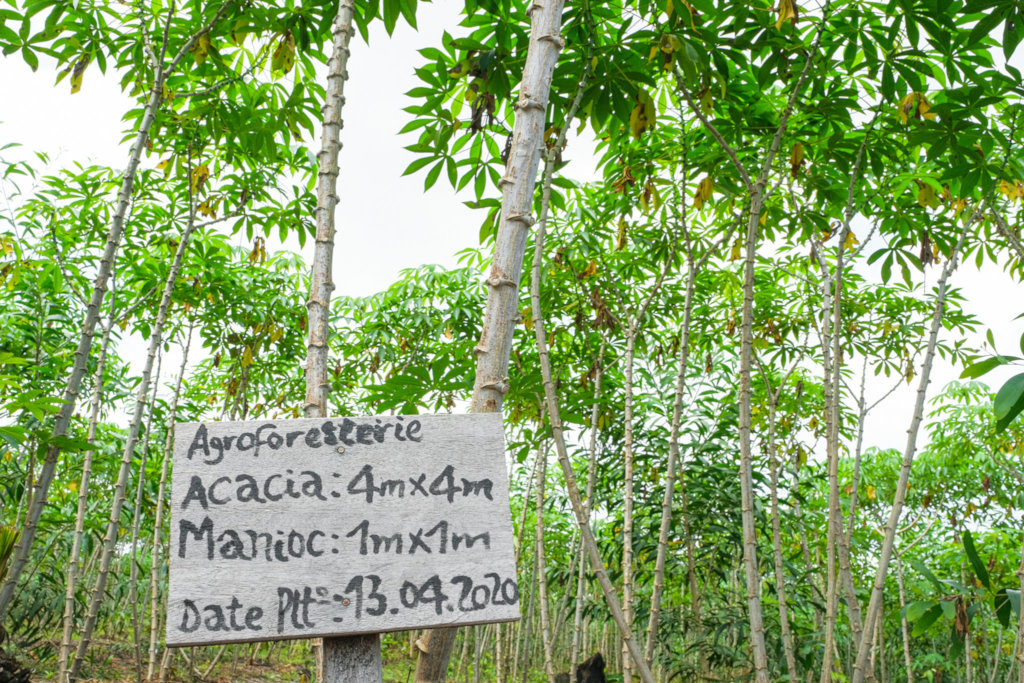 A million trees to energize DR Congo's rainforest