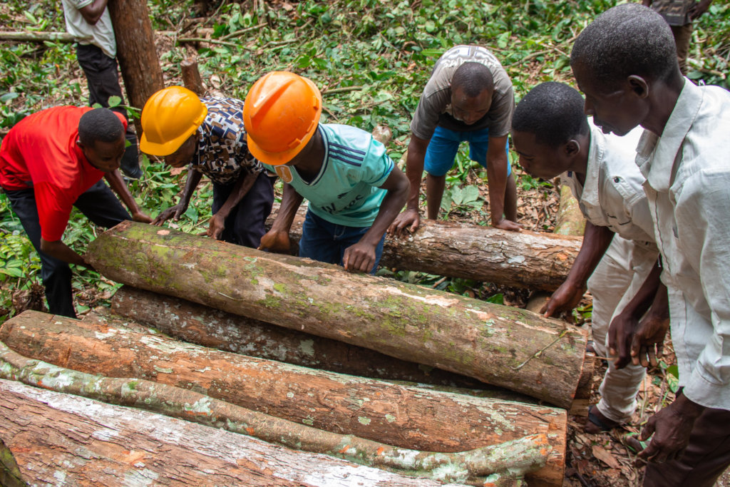 A million trees to energize DR Congo's rainforest