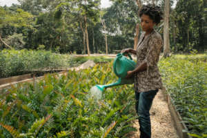 A woman waters seedlings in a nursery.