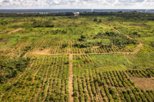 Restored land in Yangambi