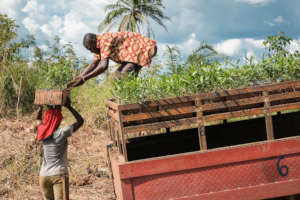 Seedlings are transported in handmade baskets.