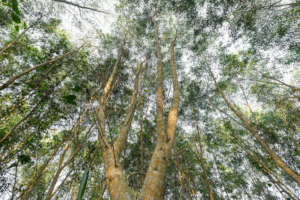 Two-year-old acacia trees