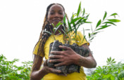 A million trees to energize DR Congo's rainforest
