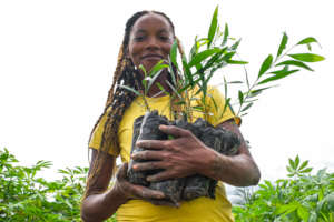 A million trees to energize DR Congo's rainforest