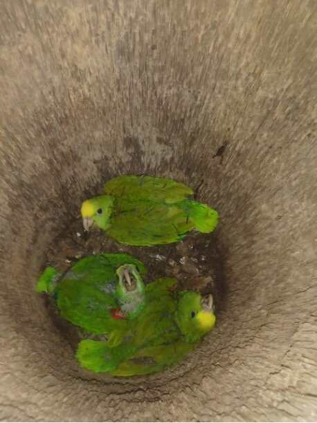 Yellow-headed chicks who fledged successfully