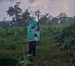 Parrot ranger working in the rain