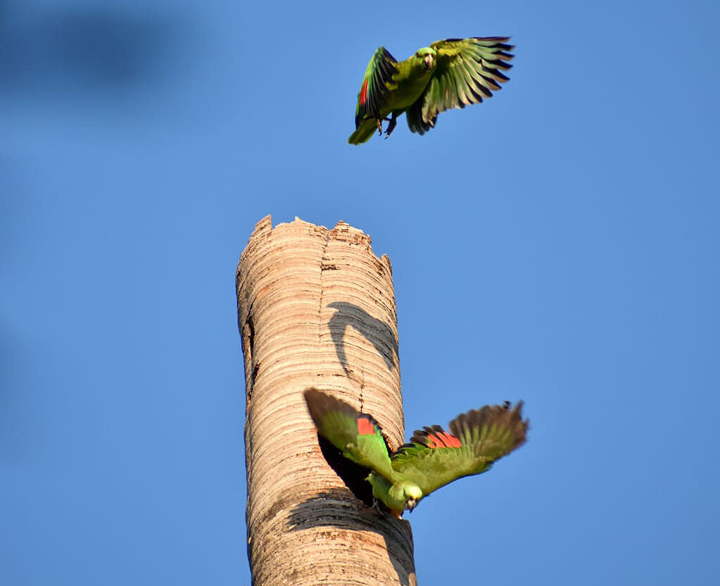 Yellow-headed amazon parents at nest hole in tree
