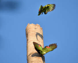 Yellow-headed amazon parents at nest hole in tree
