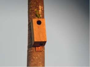 Nest boxes were a hit with the parrots and bees