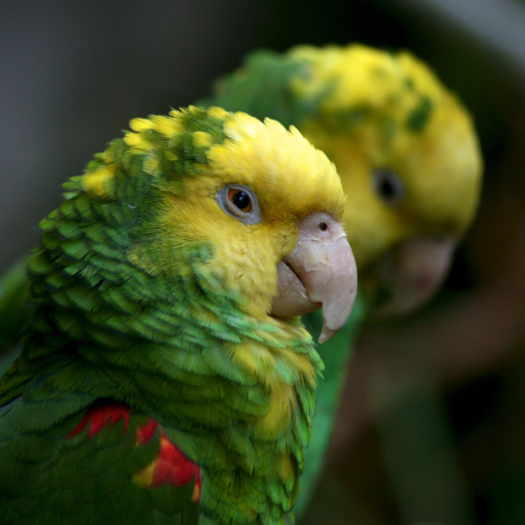 Help People & Parrots Recovering from Hurricanes