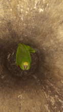 Yellow-headed amazon chick in nest