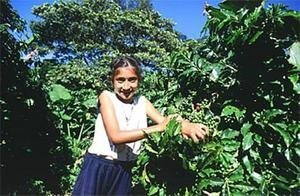 Adopt Oak Forest in the Tropical Andes