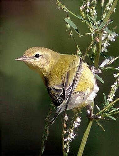 Adopt Oak Forest in the Tropical Andes