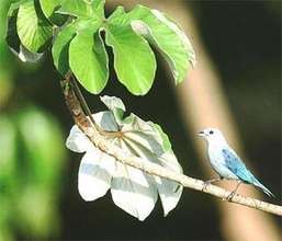 Birds of Colombia
