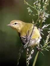 Birds of Colombia