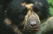 Adopt Oak Forest in the Tropical Andes