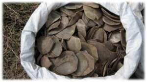 Pangolin scales captured in an opperation