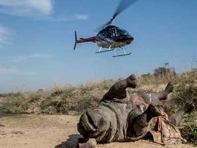 FIGHTING POACHING - SAVING RHINO