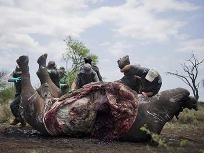FIGHTING POACHING - SAVING RHINO
