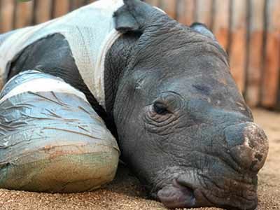 FIGHTING POACHING - SAVING RHINO