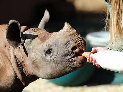 FIGHTING POACHING - SAVING RHINO
