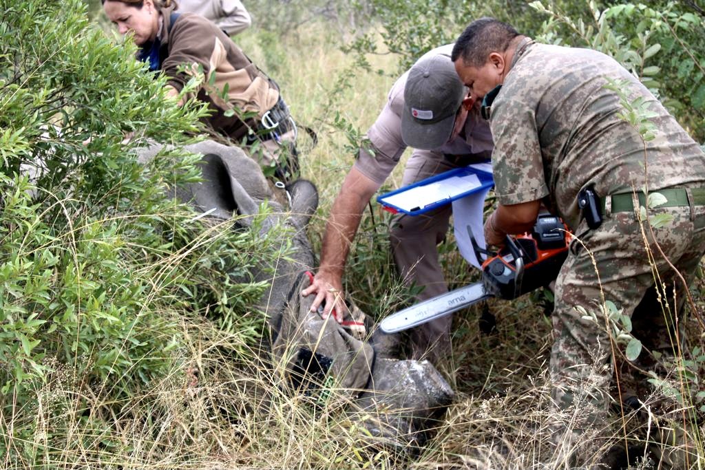 FIGHTING POACHING - SAVING RHINO