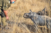 FIGHTING POACHING - SAVING RHINO