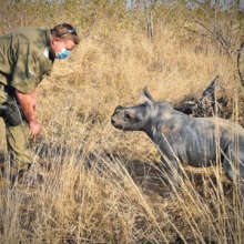 FIGHTING POACHING - SAVING RHINO