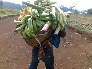 APWCR Volunteers carry plantains