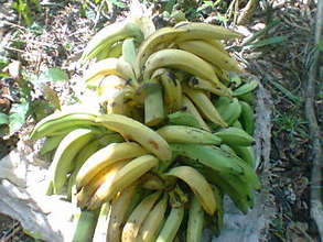 Harvested plantains that has riben