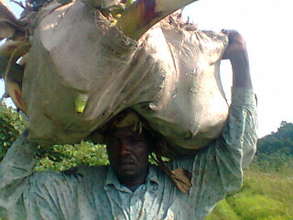Mr Tawoh continue carry plantains on head