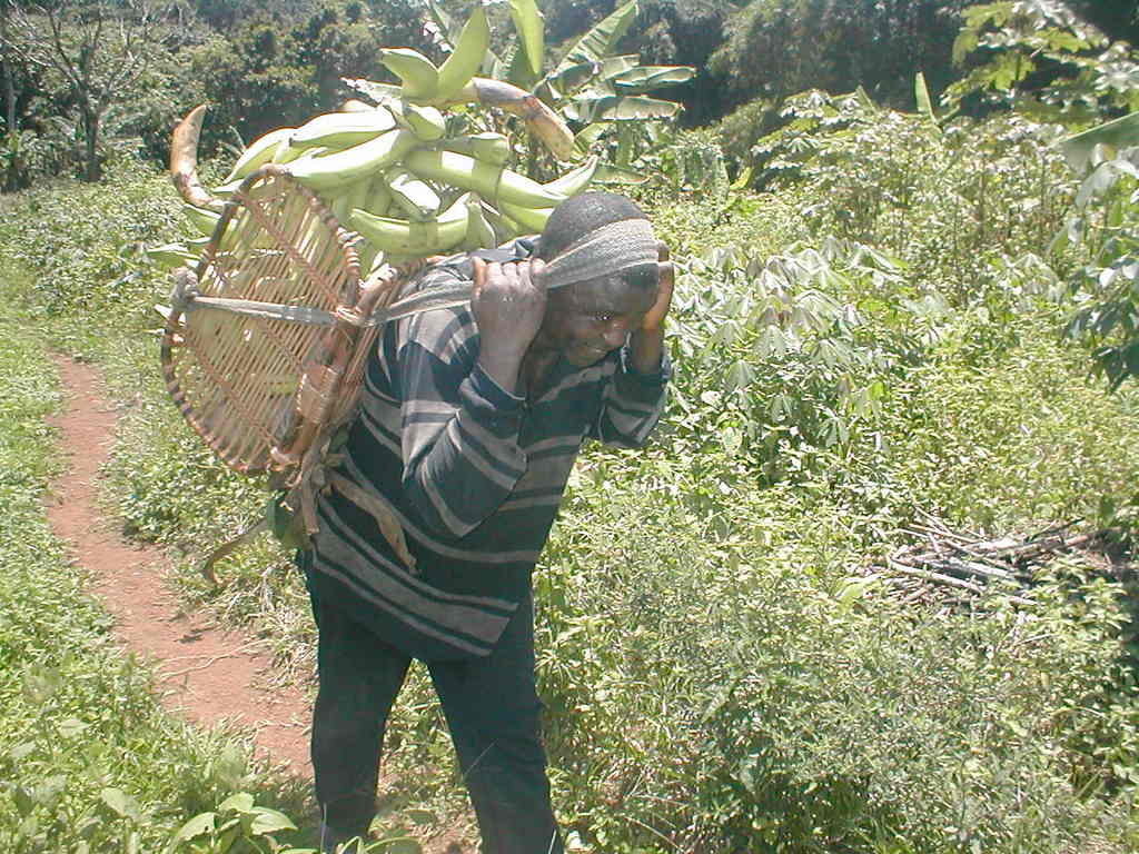 Grow plantains & support human rights in Cameroon!