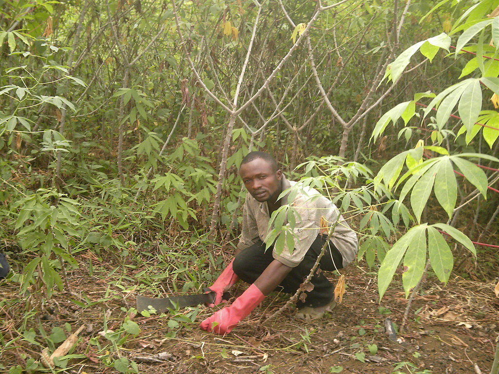 Grow plantains & support human rights in Cameroon!