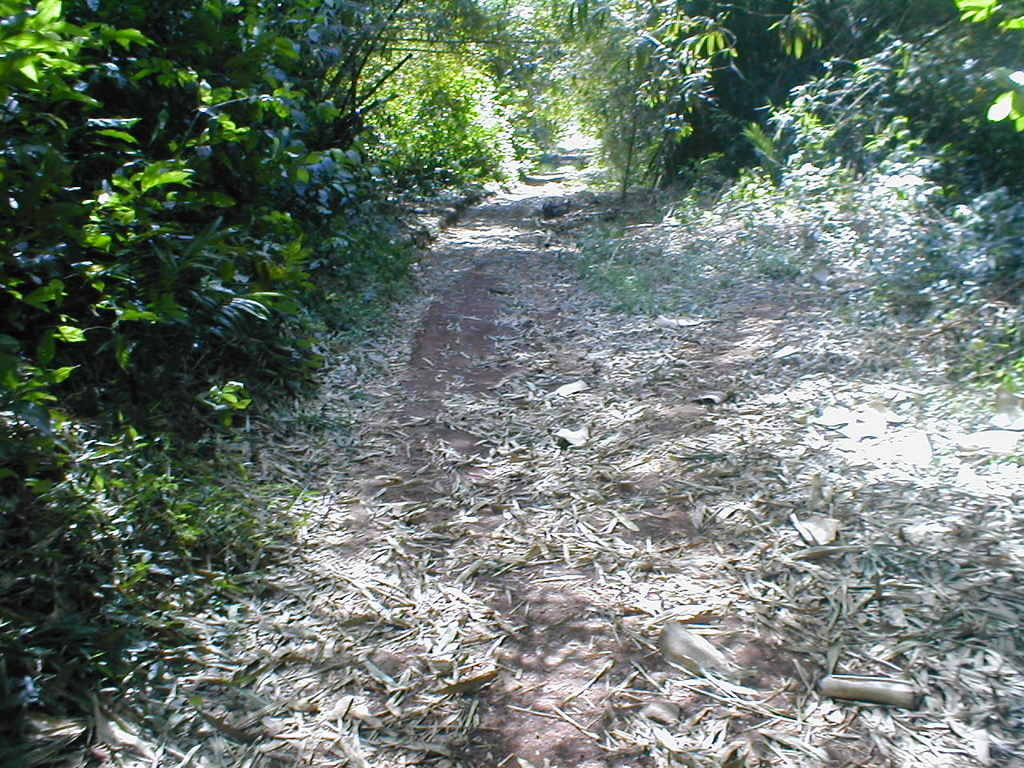 Grow plantains & support human rights in Cameroon!