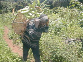 Transporting Plantain Crop on Foot