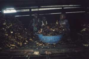 Children working in fish smoking factory