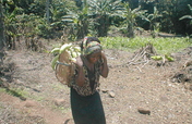 Grow plantains & support human rights in Cameroon!