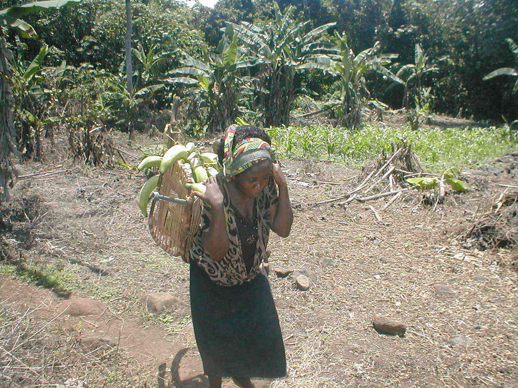 Grow plantains & support human rights in Cameroon!
