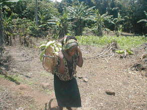 Grow plantains & support human rights in Cameroon!