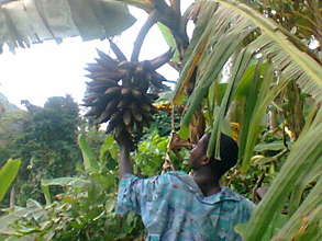 harvesting plantains