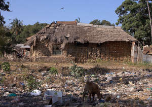 Rubbish brings disease