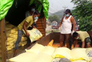 Transferring rice from truck to tractor