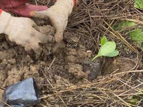 Growing food