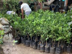 Fruit and timber tree seedlings