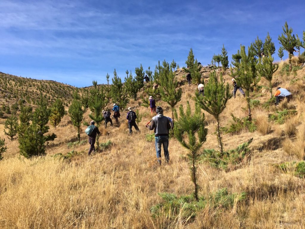 Help us to take care of 11 million trees in Cusco
