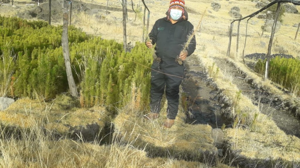 Help us to take care of 11 million trees in Cusco