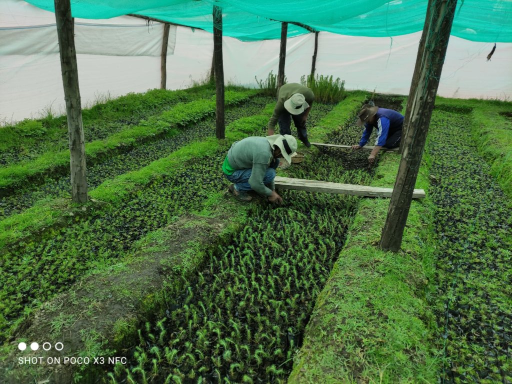 Help us to take care of 11 million trees in Cusco