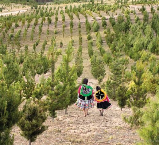Help us to take care of 11 million trees in Cusco
