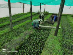 Cuidados en el vivero de nuestros arbolitos